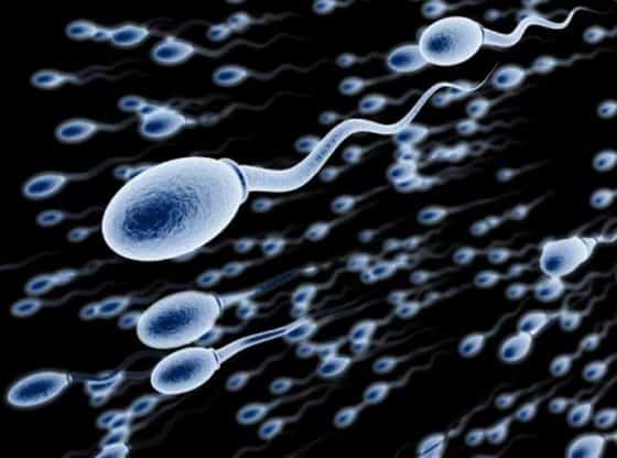 Comment avoir plus de sperme et augmenter la quantité du sperme