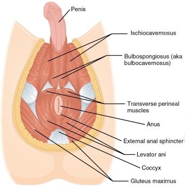 Exercice de kegel pour agrandir sa verge